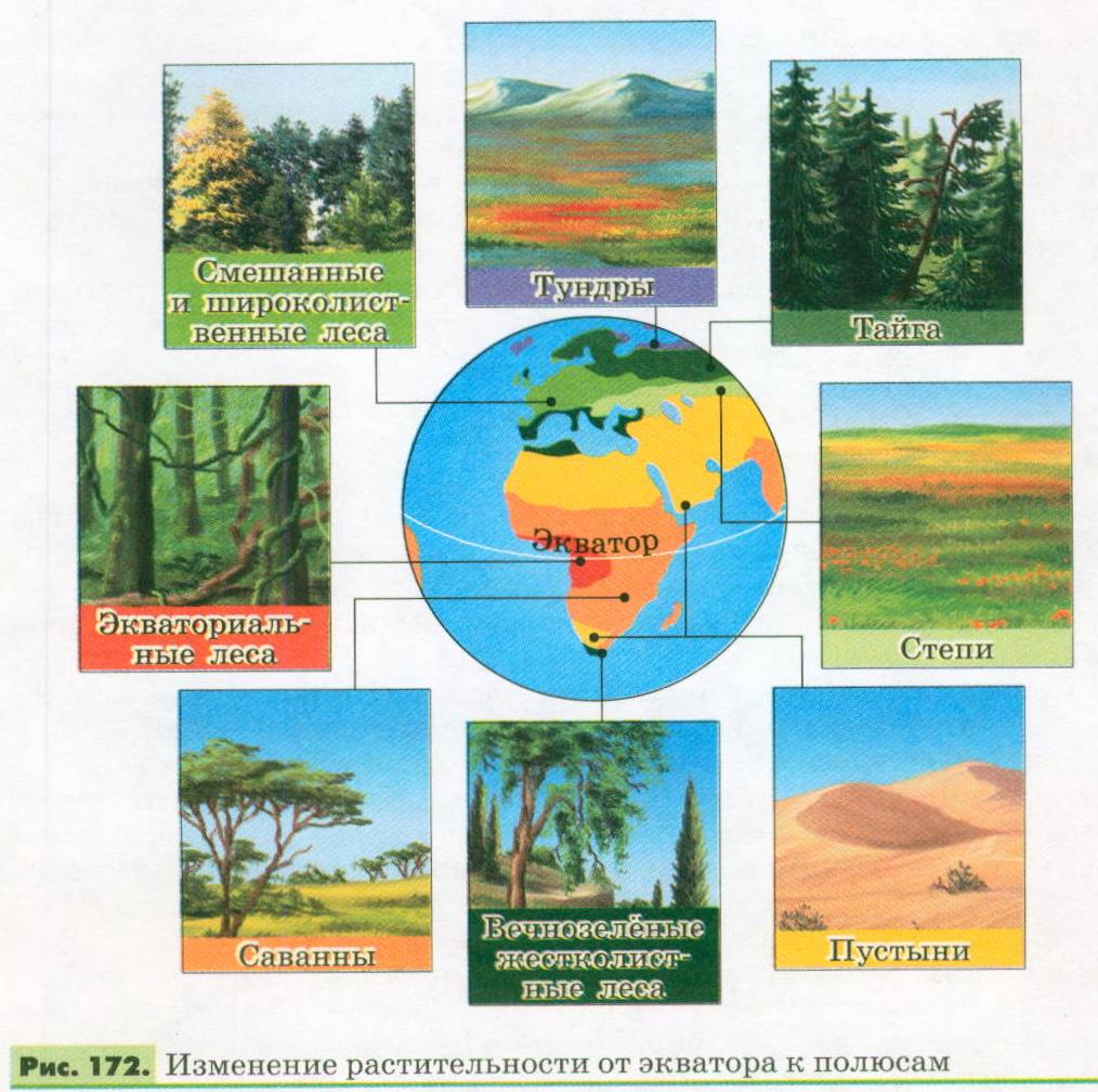Изменение растительности от экватора к полюсам. Природные зоны от экватора к полюсам. Закономерность размещения растительного Покрова на земном шаре. Порядок природных зон от экватора к полюсам.