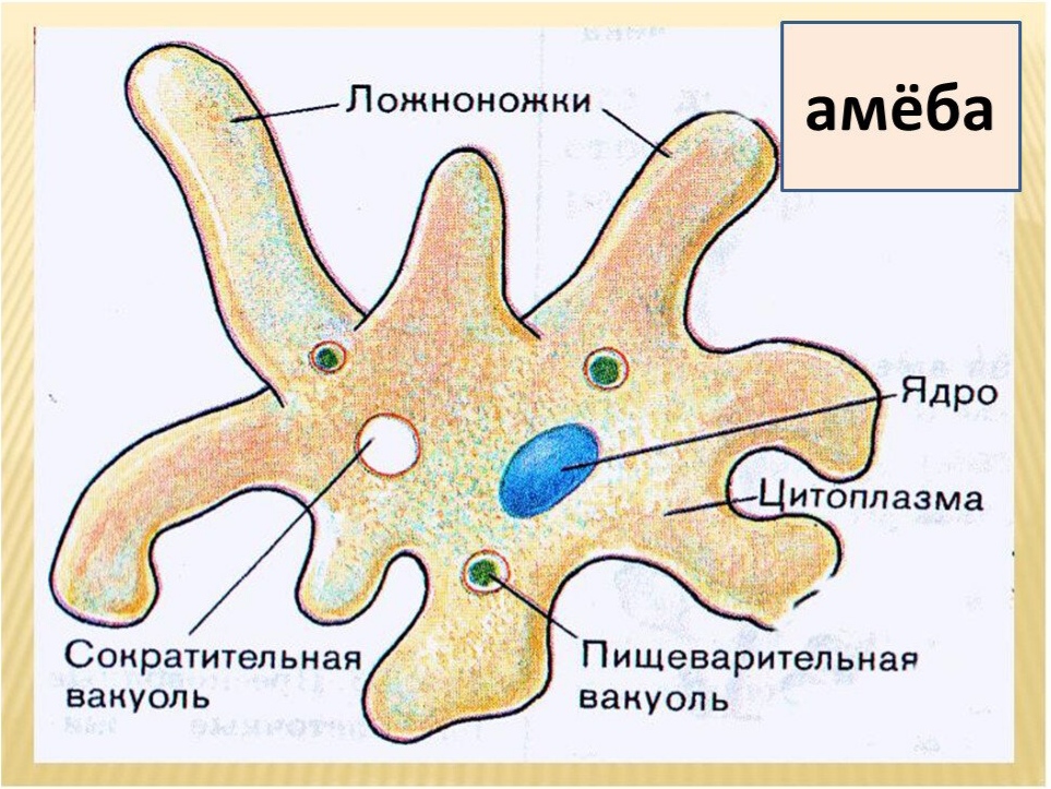 Биология 5 класс рисунки