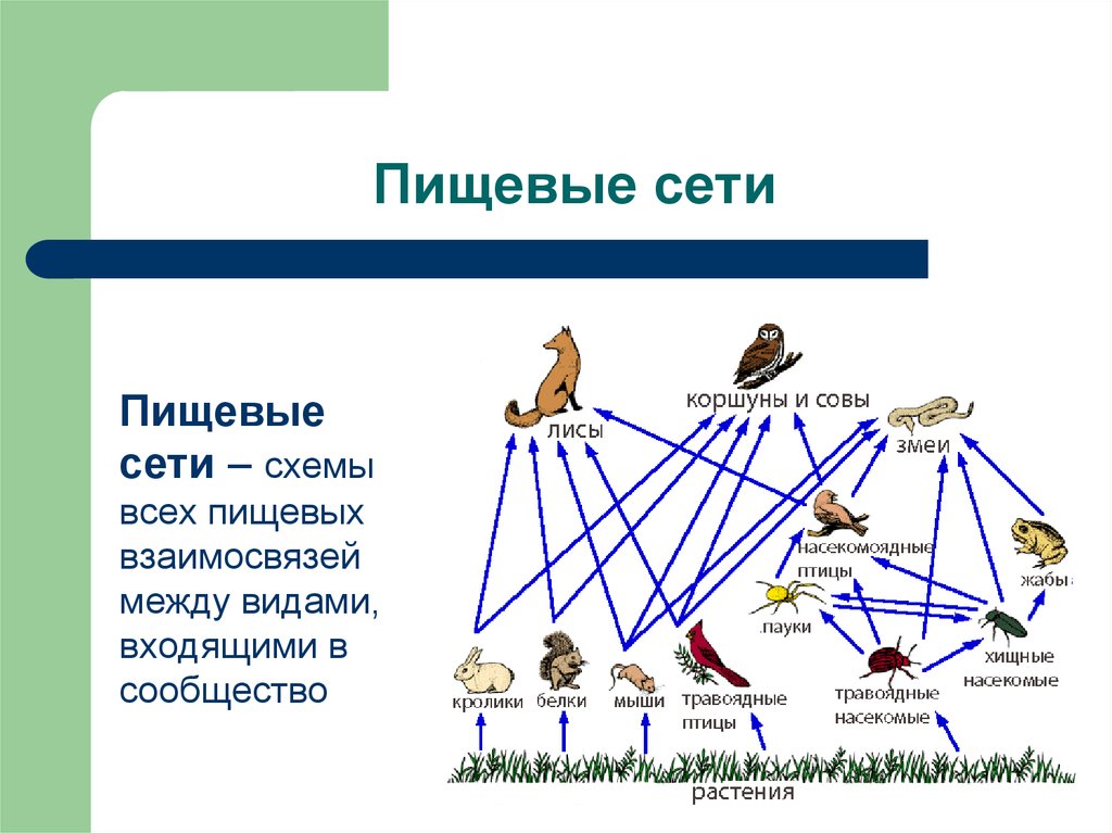 Пищевые связи в природе 9 класс презентация